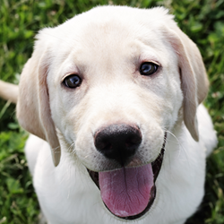 Puppy