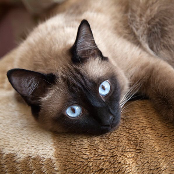 Siamese Cat